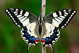 Old World swallowtail