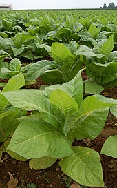 Tobacco plants growing in a field in Intercourse, Pennsylvania Patch of Tobacco (Nicotiana tabacum ) in a field in Intercourse, Pennsylvania..jpg