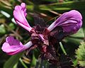 Pedicularis resupinata subsp. oppositifolia flower and bud.JPG