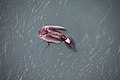 Bruine pelikaan vangt een vis