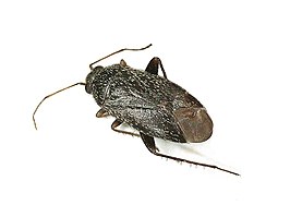 Phoenicocoris obscurellus