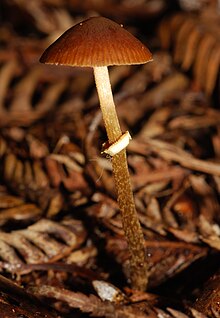 Conocybe rugosa