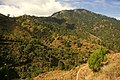 Filipinų Lusono salos spygliuočių arba gleivingųjų pušų (Pinus kesiya) miškas