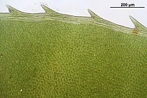 Getande bladrand met bladzoom van enkele cellen breed