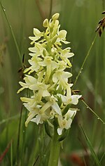 Miniatura per Platanthera bifolia