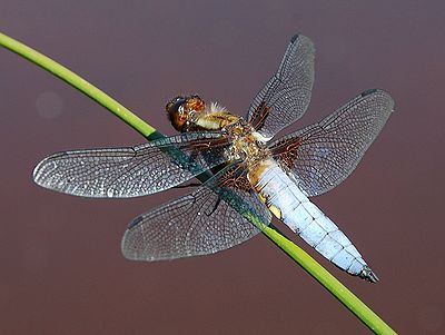 Bred trollslända (Libellula depressa).