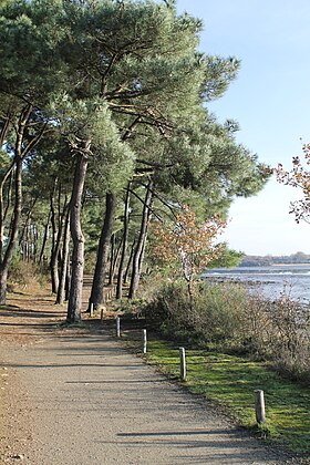 Pinède à la pointe des Émigrés