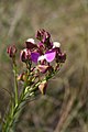 Polygala myrtiolam