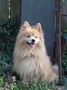 Pomeranian in garden.jpg