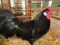 Coq poule d'Alsace noir