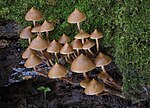 Miniatura para Psilocybe yungensis