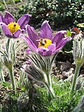 Miniatura para Jardín botánico de la Academia de Ciencias de Hungría en Vacratot