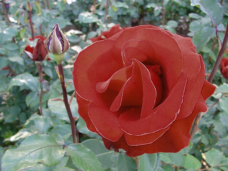 800px-Red_Rose_at_Intl_Test_Garden.JPG