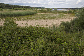 Trockengefallene Flachwasserzone, Juni 2014