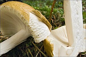 The cuticle of some mushrooms, such as Russula ochroleuca shown here, can be peeled from the cap, and may be useful as an identification feature. Russula ochroleuca 121441.jpg