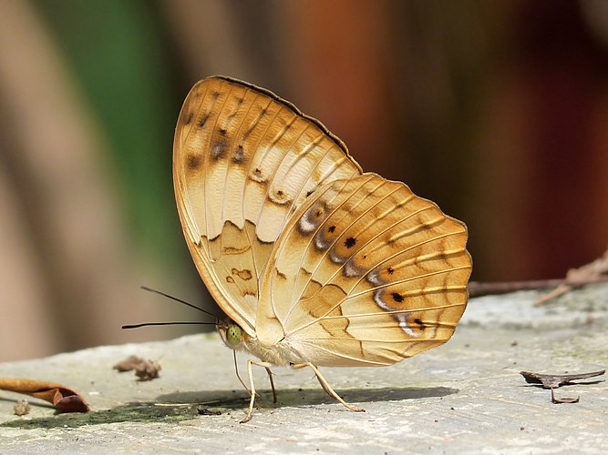 Бабочка Cupha erymanthis, в Кадавур, Керала, Индия