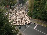 Fåraherdar som driver en flock genom Köln.