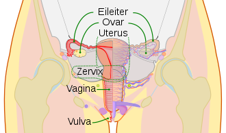 Schematische Zeichnung der Geschlechtsorgane der Frau inklusive Vagina