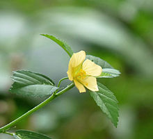 Sida rhombifolia in Kadavoor.jpg