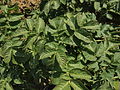 Solanum tuberosum Miss Blush (02) .jpg