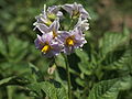 Solanum tuberosum Viola (05) .jpg