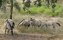 Photo de chevaux à la robe grise broutant des herbes sèches