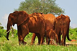 Stádo slonů afrických (Loxodonta africana) v keňském národním parku Tsavo East