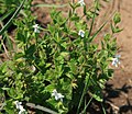 Stachys natalensis var. galpinii