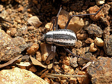 The fogstand beetle of the Namib Desert, Stenocara gracilipes, is able to survive by collecting water from fog on its back. Stenocara gracilipes.jpg