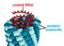 A virus such as tobacco mosaic virus is not a cell; it contains only its genetic material, and a protein coat. TMV structure simple.png