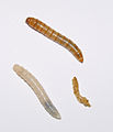 Mehlwürmer (Tenebrio molitor) vor und nach der Häutung