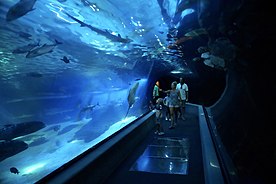 The Maui Ocean Center features a 53-foot long acrylic tunnel for viewing.