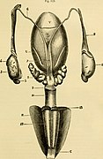 The comparative anatomy of the domesticated animals (1908) (20676871591).jpg