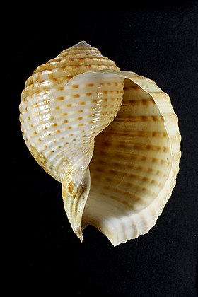 Uma concha de Tonna lischkeana (Küster, 1857)[1]; espécime proveniente de Luzon, Filipinas.