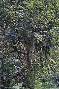 Árbol en Calcuta, Bengala Occidental, India.