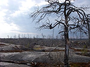 Från brandområdet, april 2011