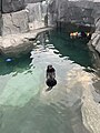 Loutre à l'Aquarium de Vancouver