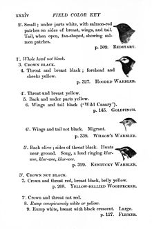 Page from an early field guide by Florence Augusta Merriam Bailey VillageBirdsFlorenceMerriam.jpg