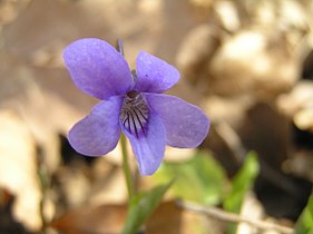 Violette des bois.