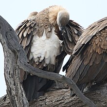 White-backed Vulture, Gyps africanus, at Kgalagadi Transfrontier Park, Northern Cape, South Africa. (46112754012).jpg