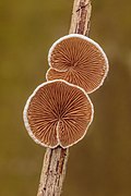 Crepidotus variabilis (Crepidotaceae)