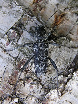 Xylotrechus rusticus