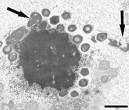 Електронна мікросвітлина вірусної фабрики в клітці амеби, інфікованої Замілоном і Mont1 одночасно. Стрілки вказують на ненормальні частки Mont1. Мірило — 0,1 мкм