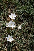 Multiple flowers typically represent offsets from the parent bulb