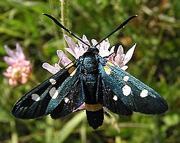 Változékony csüngőlepke (Zygaena ephialtes)