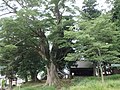 一宮神社のケヤキの森（7月）