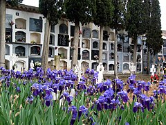 Vista interior del cementerio municipal de Torrebaja, con detalle de lirios en flor y nichos al fondo (2008).