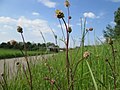 Hockenheimer Rheinbogen, Mai 2018