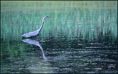 Great blue heron in West Pond