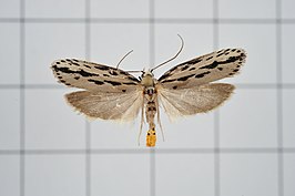 Ethmia maculata